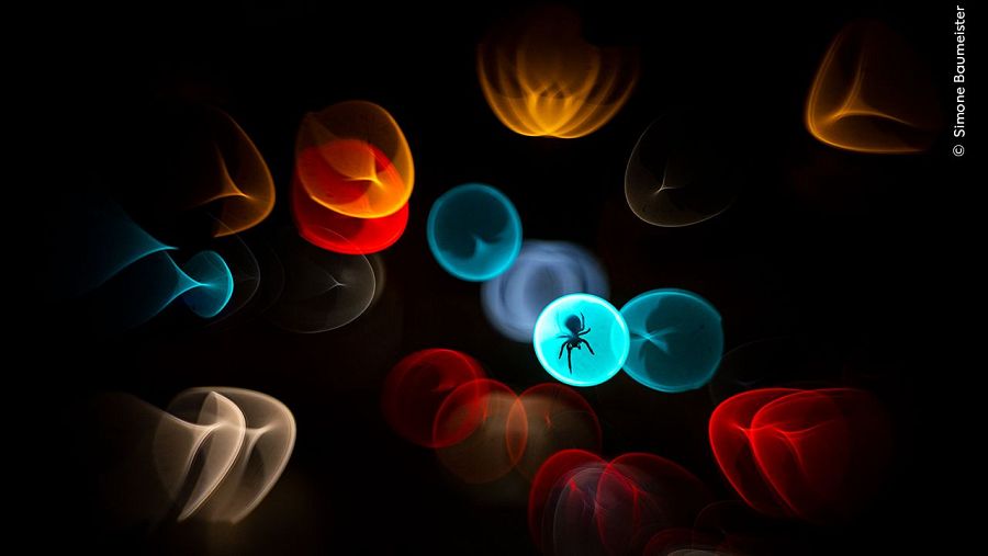 Wildlife Photographer of the Year 2025: Arte natural