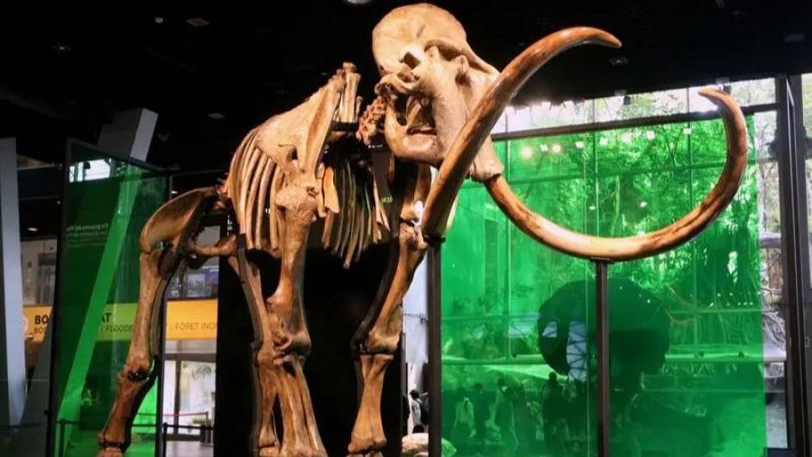 mamut llanut de 50.000 anys que s’exhibeix al CosmoCaixa
