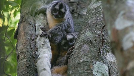 Un mico nocturno adulto abraza a su cría en un árbol, ambos con pelaje claro en el pecho y cuello, y marcas oscuras en sus rostros. El entorno selvático se intuye por las hojas verdes de fondo y la corteza rugosa del árbol.