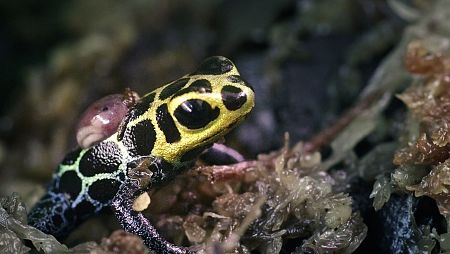 Una rana venenosa con un patrón de manchas negras sobre un fondo amarillo y manchas negras con bordes azules y verdes. Se observa una cría de color rosado sobre su dorso, en una superficie cubierta de musgo.