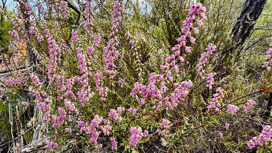Flores de brezo en el Camino Real de Guadalupe, un símbolo de la primavera en las sierras extremeñas
