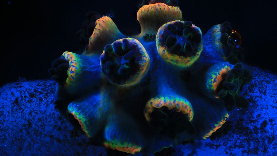 Corales más resilientes en las Seychelles.