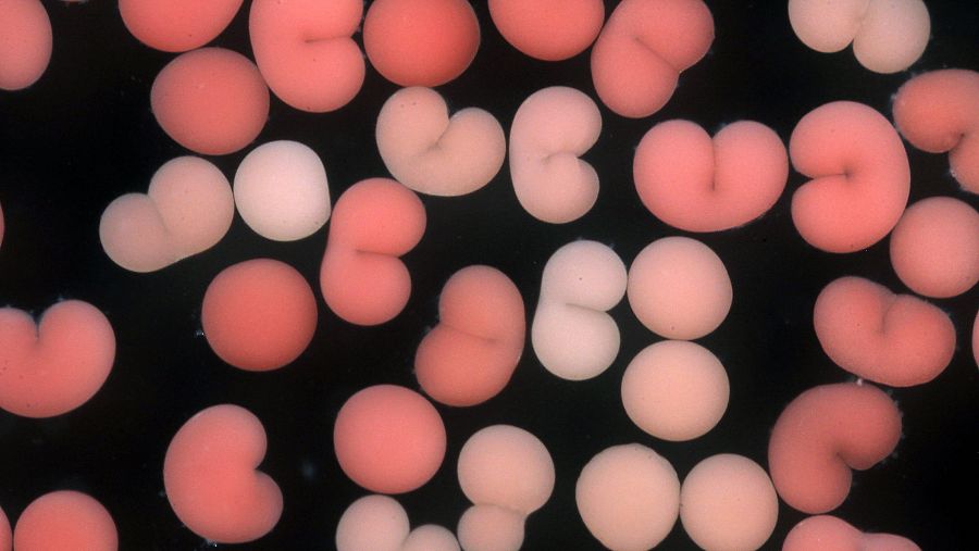 Acuicultura de corales en Seychelles.