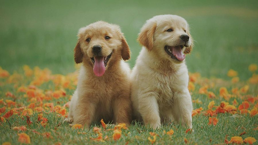 Dos cachorros con pelaje dorado, uno más oscuro que el otro, posan en un campo verde con flores naranjas. Ambos tienen la boca abierta, y sobre ellos se lee una frase.