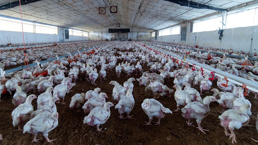 Gripe aviar: claves y preguntas.