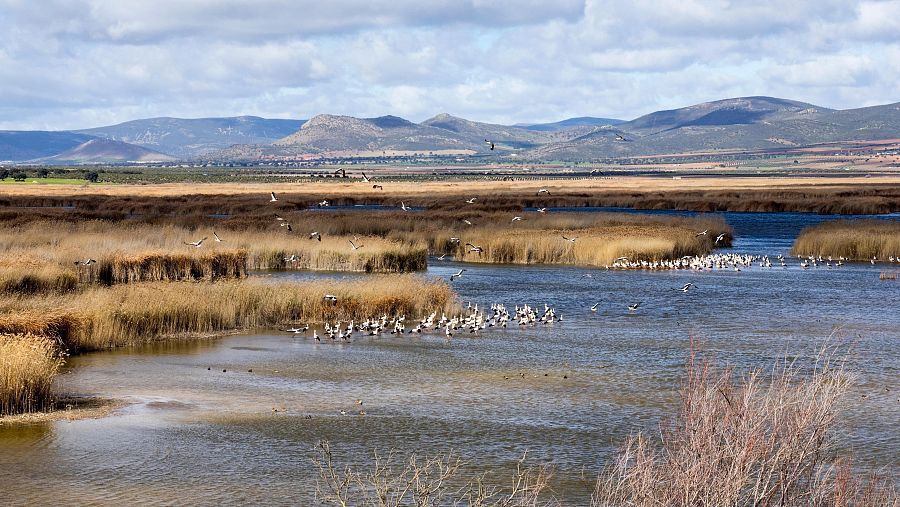 Gripe aviar: ¿es seguro comer huevos y carne si están contaminados?