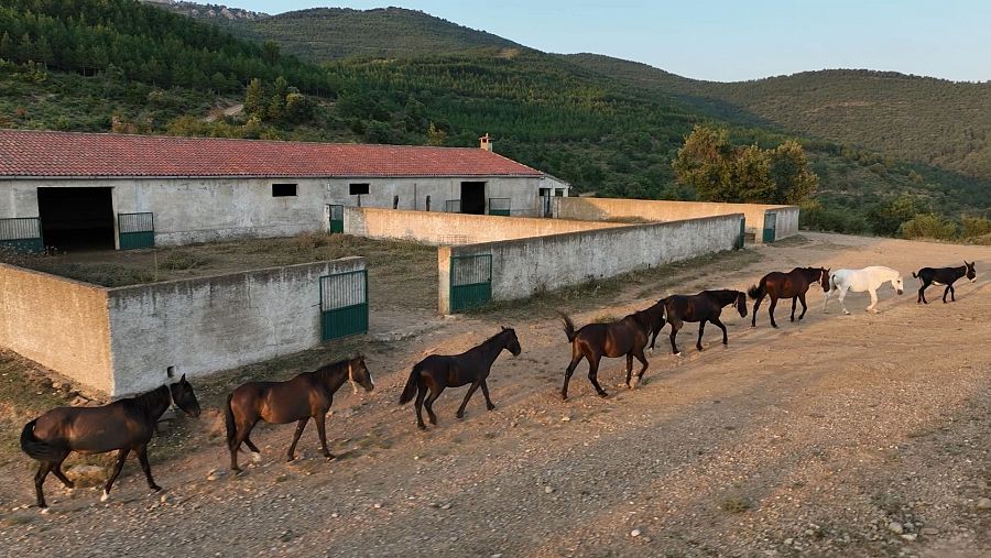 En las instalaciones de ADE en la Sierra de Sto.Domingo los caballos viven en libertad