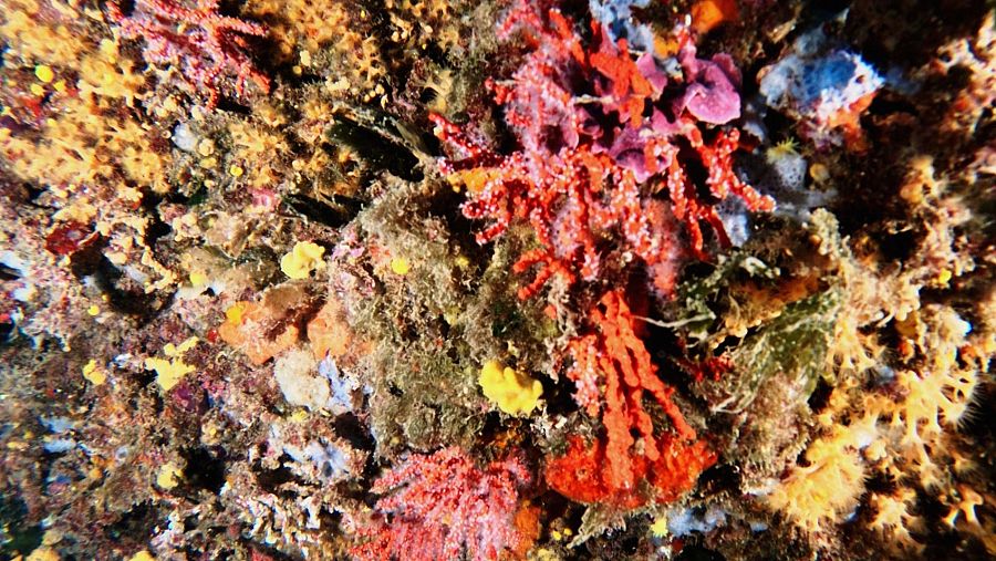 El coral rojo crece un milímetro al año