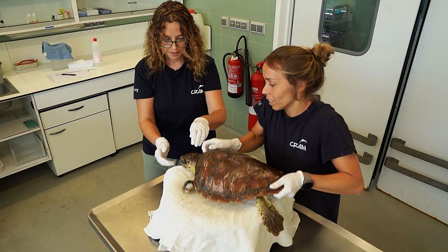 El CRAM se encarga del rescate de tortugas