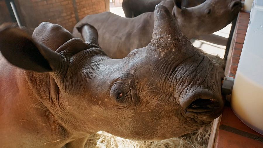 Un bebé rinoceronte se alimenta con un biberón, mostrando su piel arrugada y un pequeño cuerno. El entorno parece ser un recinto con otros rinocerontes adultos.