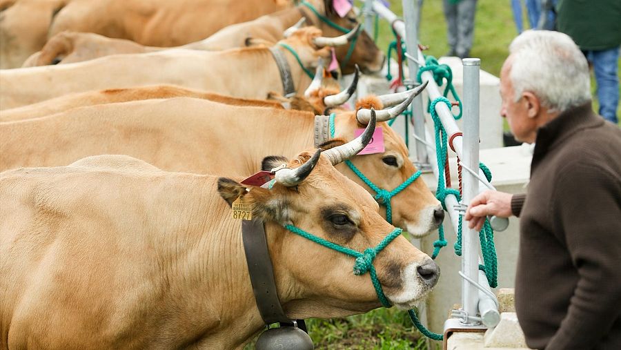 eria en defensa del ganadero de montaña en Cervantes (Lugo) el pasado mayo