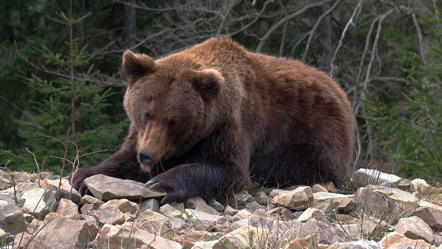 Ejemplar de Oso Pardo