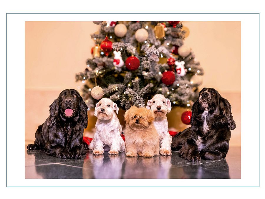 Una imagen de los perros