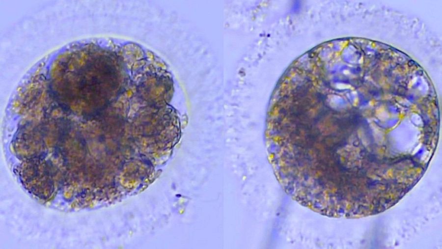 Embriones de lince ibérico producidos in vitro.