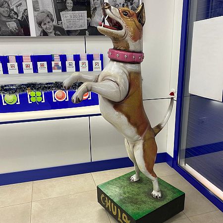 Chula, la perra de la suerte en Tobarra, Albacete.