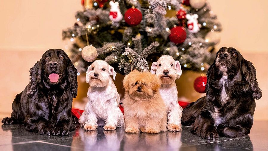 Fotografía de la felicitación navideña de 2025 de los reyes eméritos Juan Carlos y Sofía