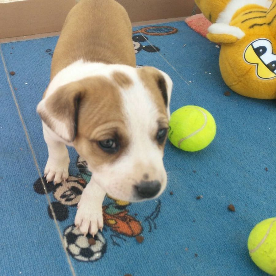 Chula, la perra de la suerte, cuando la adoptaron en 2018