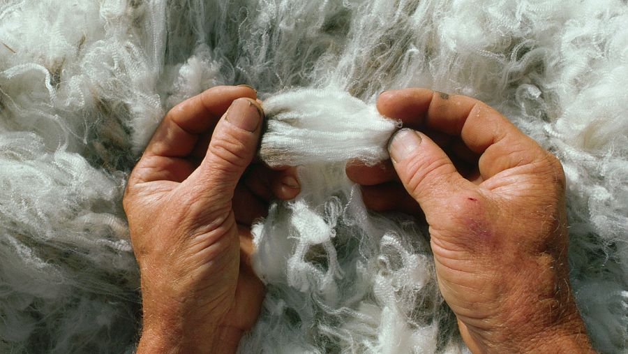 Lana de oveja merina.