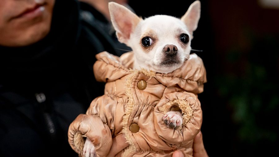 Un chihuahua espera para recibir la bendición