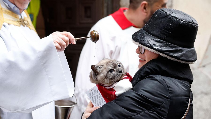 Un gato recibe la bendición