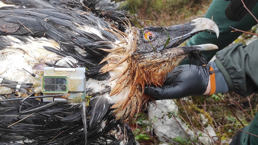 El cadáver del quebrantahuesos yace en el suelo, con un dispositivo de seguimiento. Una persona con chaqueta verde y guantes negros examina el cuerpo del ave.