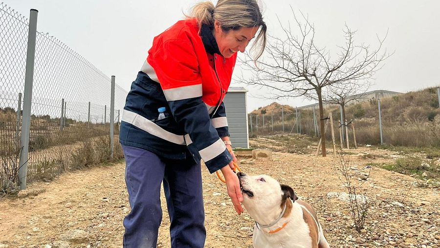 Una veterinaria, vestida con chaqueta de trabajo bicolor y pantalones azules, interactúa con un perro manchado que lleva un collar naranja, en un terreno pedregoso y delimitado por una valla.