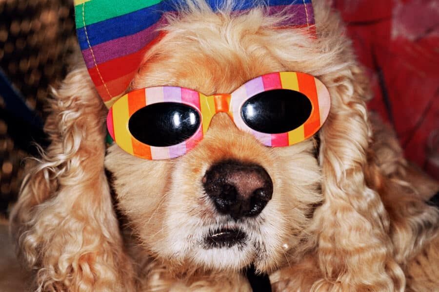 INDIA. Jaipur. Amer Fort. 2019.