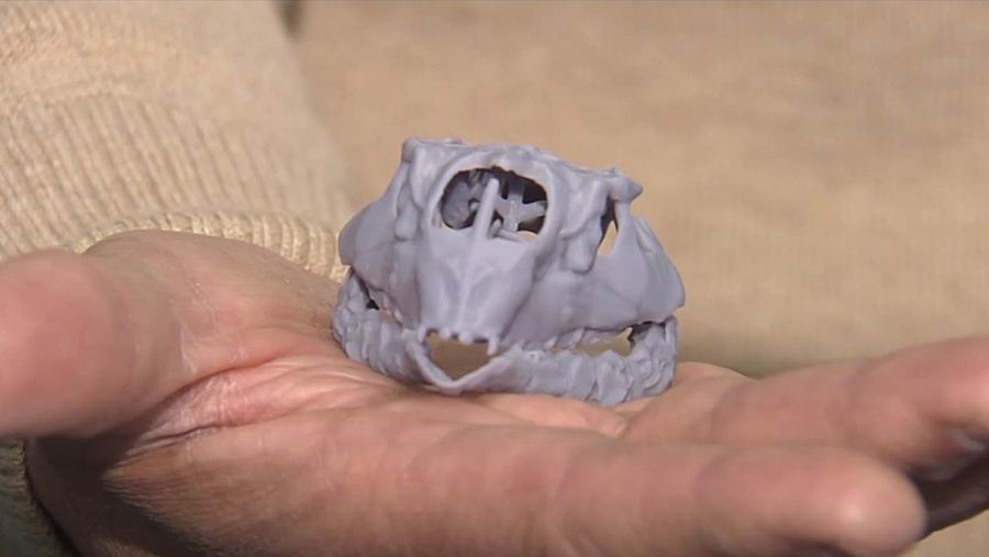 Cráneo del pequeño dinosaurio burgalés