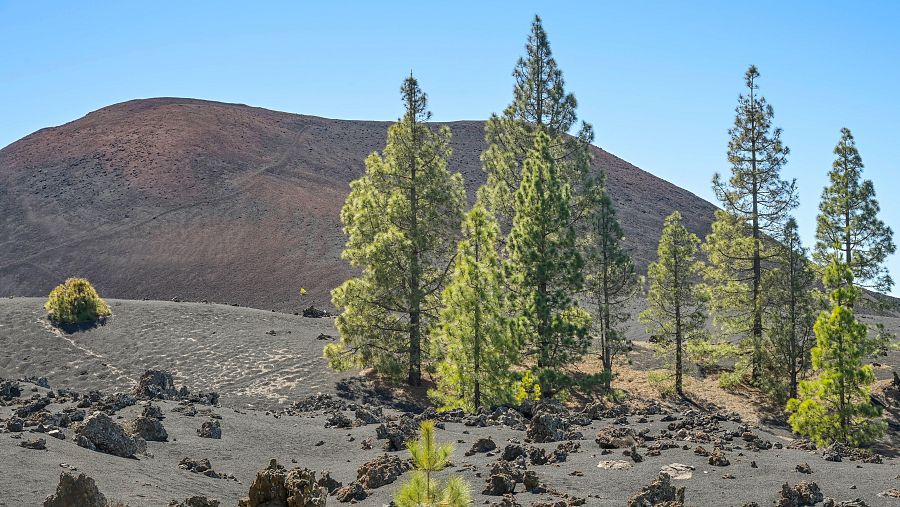 Erupción del volcán Chinyero, en Tenerife.
