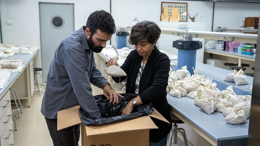 Selección de las semillas de olivo que se enviarán a Noruega