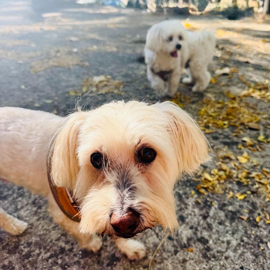 Migas y Schoppie, compañeros de ruta