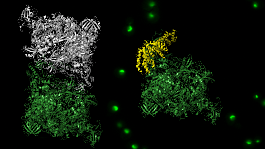 Modelo tridimensional de dos proteínas generadas por inteligencia artificial