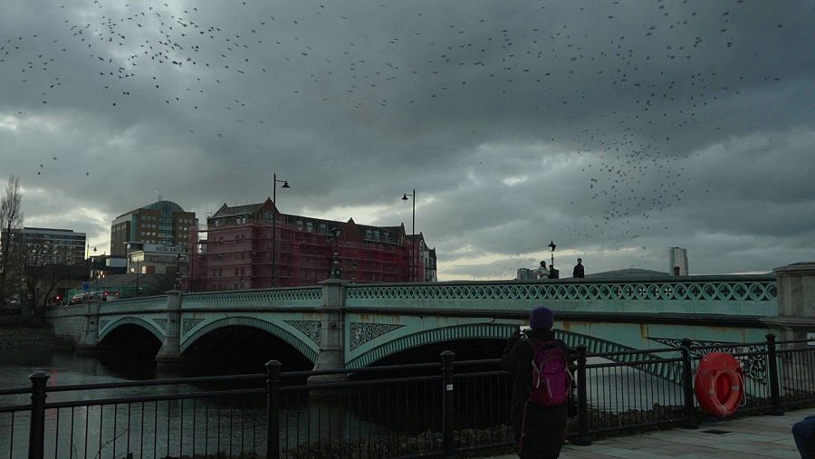 Gracias a cambios pequeños en la iluminación del puente Albert de Belfast, los estorninos han regresado a la infraestructura para anidar allí.