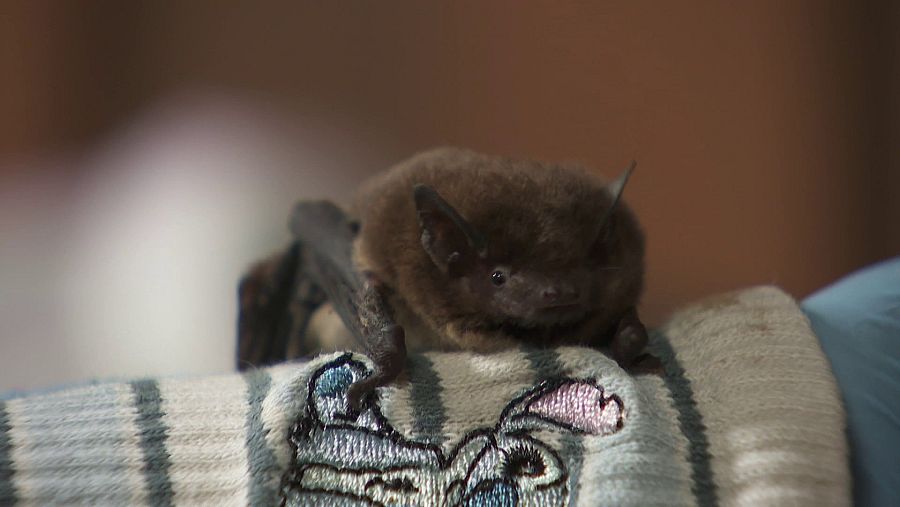 En Liubjana, BatLife Slovenia trabaja para recuperar y protegr a los muricélagos de la ciudad.