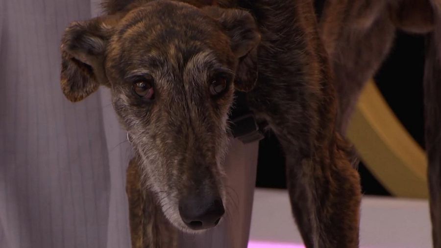 Chenoa se confiesa fan de Alejandro Vergara por su papel en ‘La Promesa’: “Me gusta el doctor, yo estuve casada con uno”