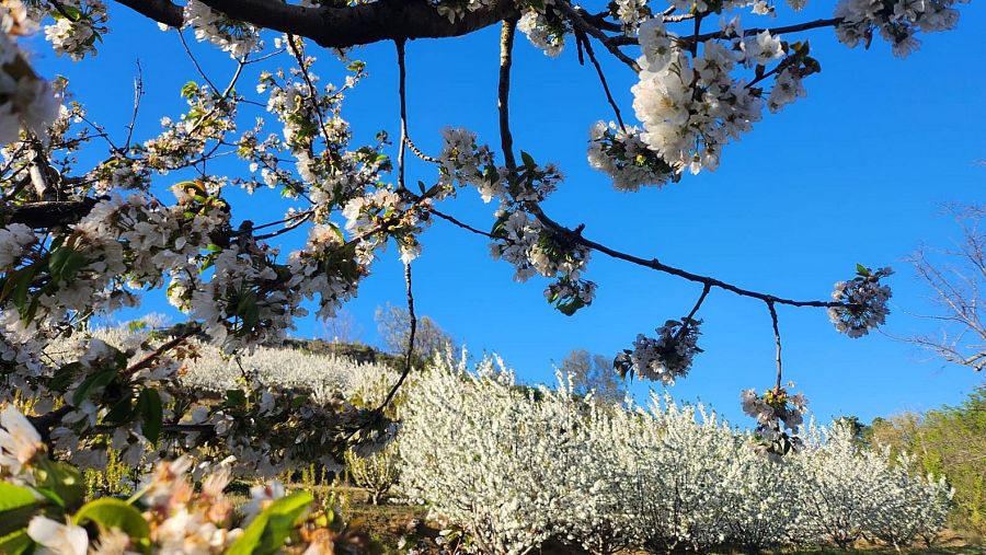 Floración valle del Jerte 2026: fechas, pueblos más bonitos, rutas