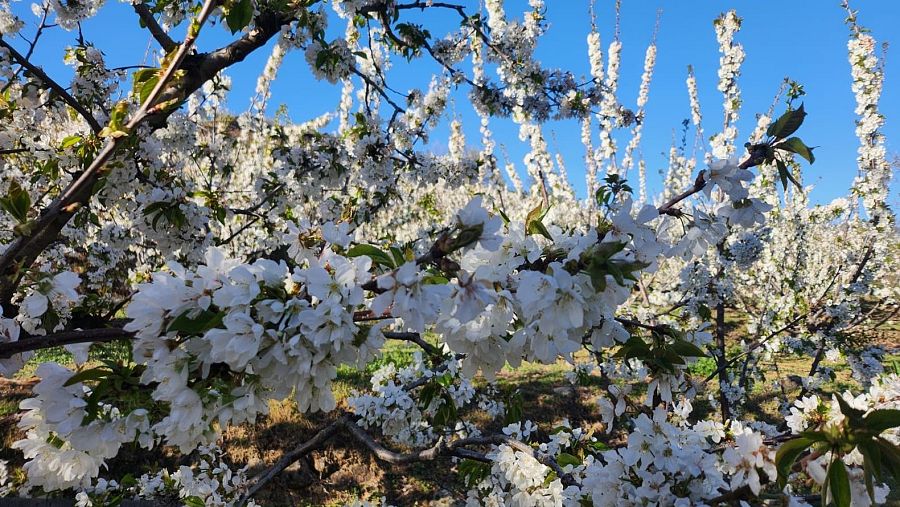 Floración valle del Jerte 2026: fechas, pueblos más bonitos, rutas