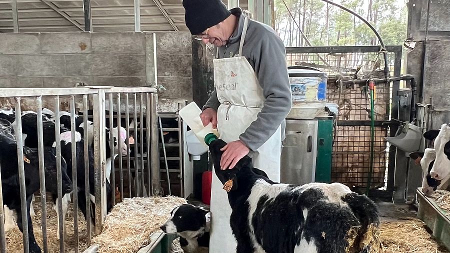 Román alimentando a una ternera en su granja de más de 200 reses