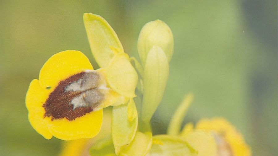 Las pozas de Villalar: de escombrera a reserva de insectos