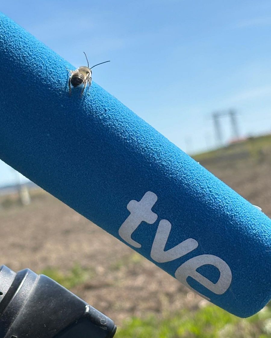 Las pozas de Villalar: de escombrera a reserva de insectos