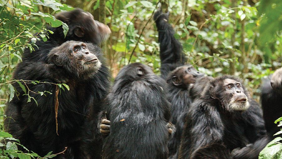 Los chimpancés de la comunidad de Ngogo, en Uganda, se dividieron en dos grupos que se enfrentaron de forma agresiva entre sí