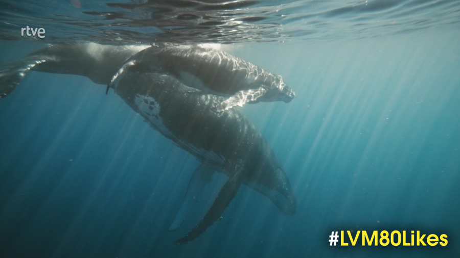 La Vuelta al Mundo en 80 Likes - Ballenas jorobadas