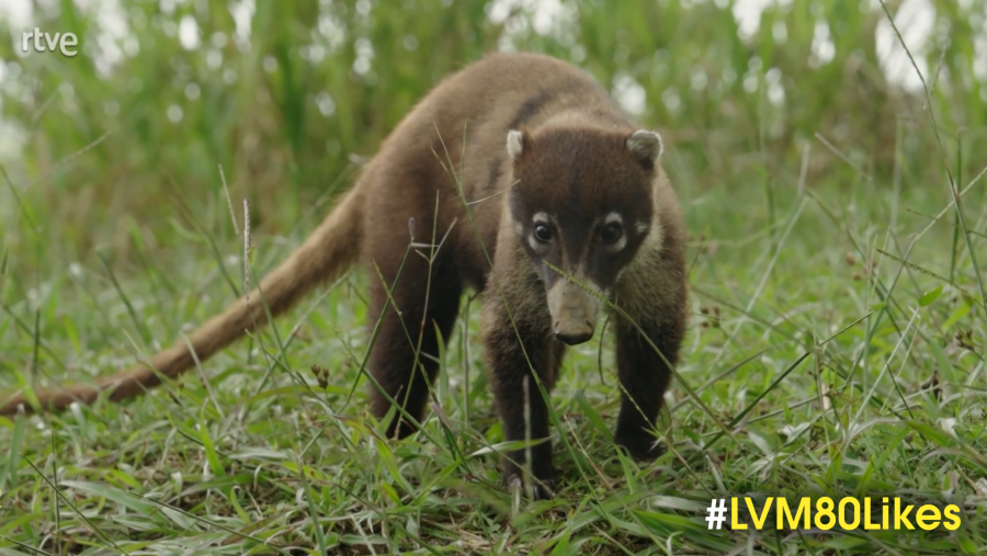La Vuelta al Mundo en 80 Likes - Pizote