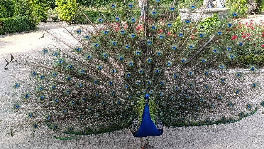 Pavo real