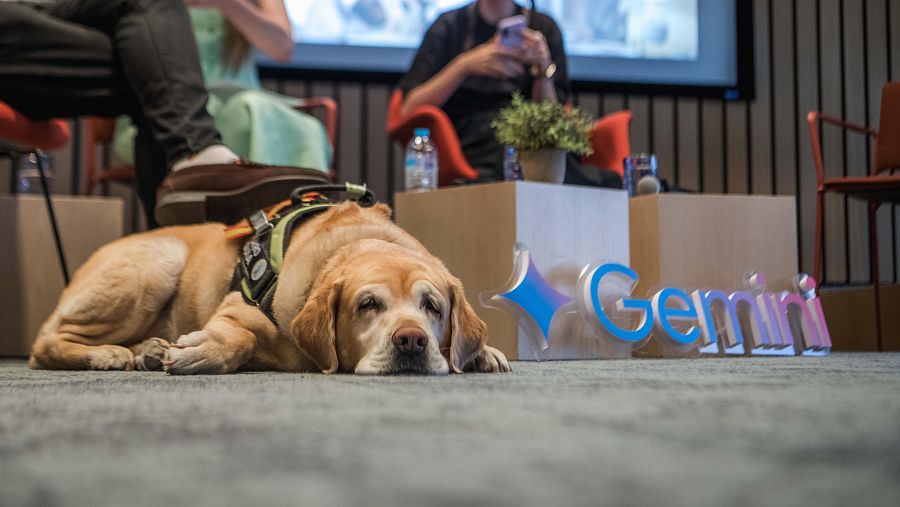 En primer término, un perro labrador tumbado. A su lado se ven las letras que forman la palabra Gemini, la IA de Google