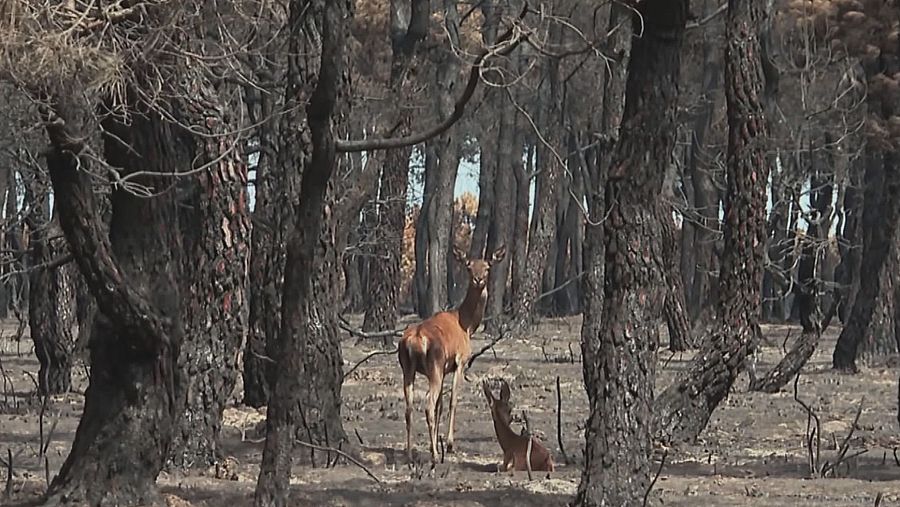 Los incendios forestales del verano pasado fueron los más devastadores de este siglo