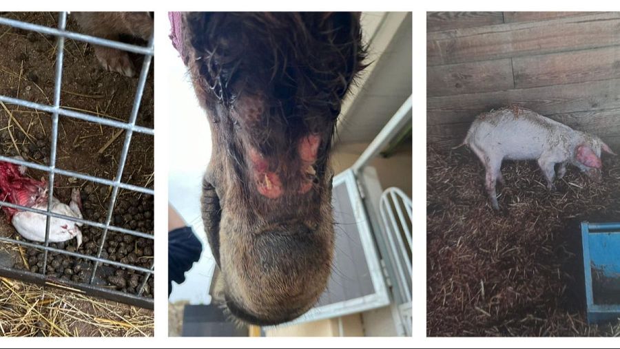 Fotografías de animales facilitadas por las fuentes consultadas.