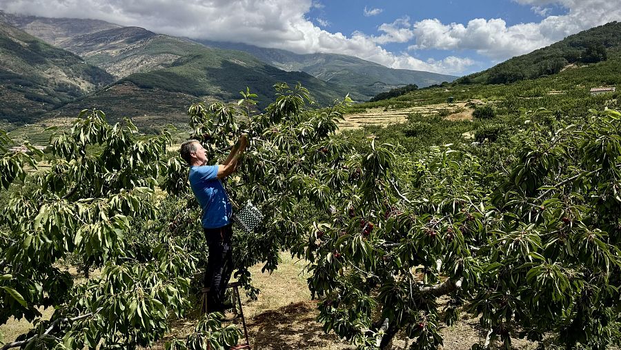 José Estar, con camiseta azul, recoge cerezas a mano en un cerezo desde una escalera, con una cesta de cuadros blancos y negros. Paisaje montañoso y cielo azul al fondo.
