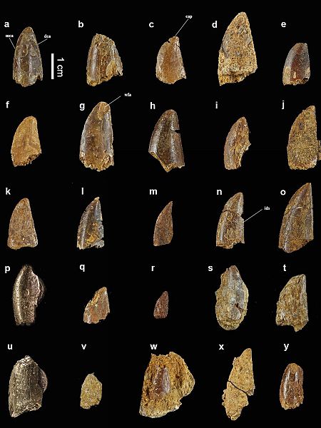 Algunos de los dientes del 'Majungasaurus' encontrados en el yacimiento de Algora