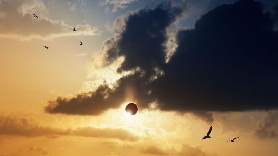 Eclipse solar 12 de agosto: ¿Cómo responden los animales?